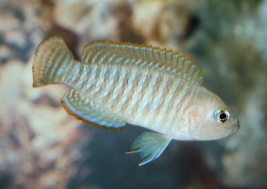 Neolamprologus multifasciatus